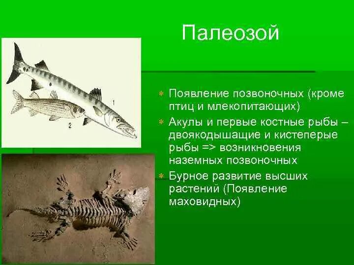 Ордовик бесчелюстные. Древние позвоночные животные. Панцирноголовые амфибии. Появление позвоночных. Первые наземные позвоночные.