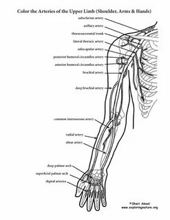 Как переводится arm