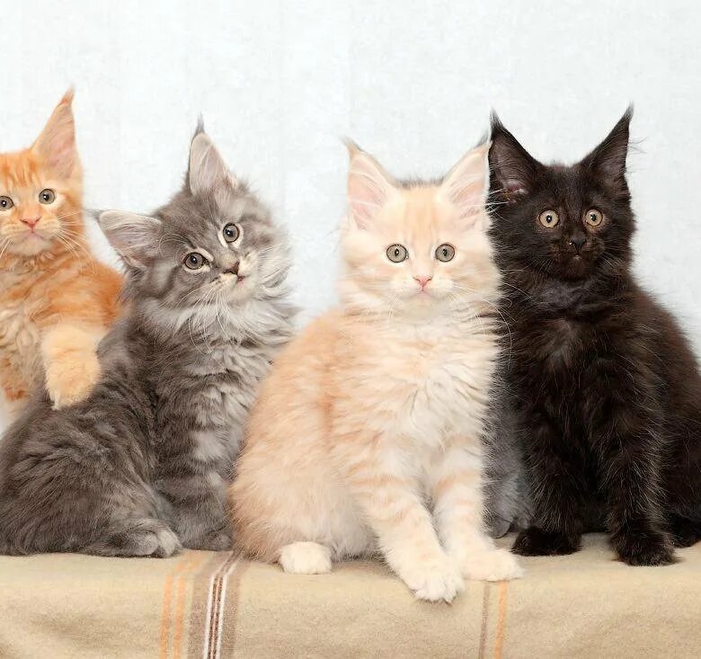 Котята мейкуна