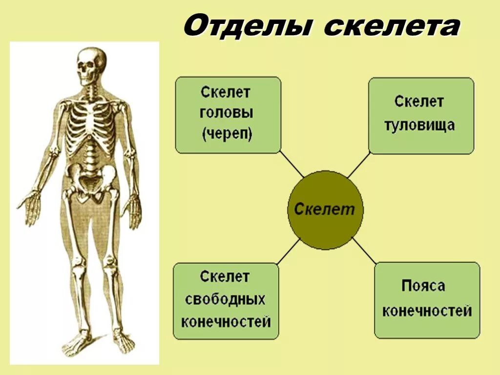 7 отделов скелета