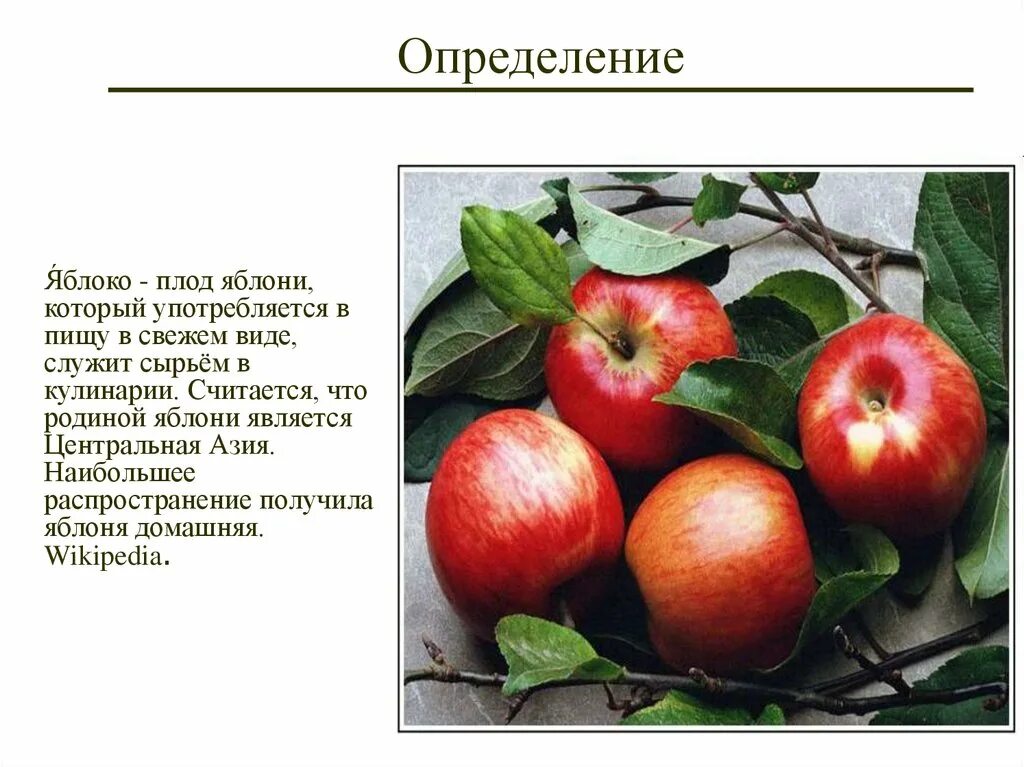 Плод яблони. Способ распространения плодов яблока. Способ распространения плодов яблони. Способ распространения семян яблока. Яблоня относится к растениям