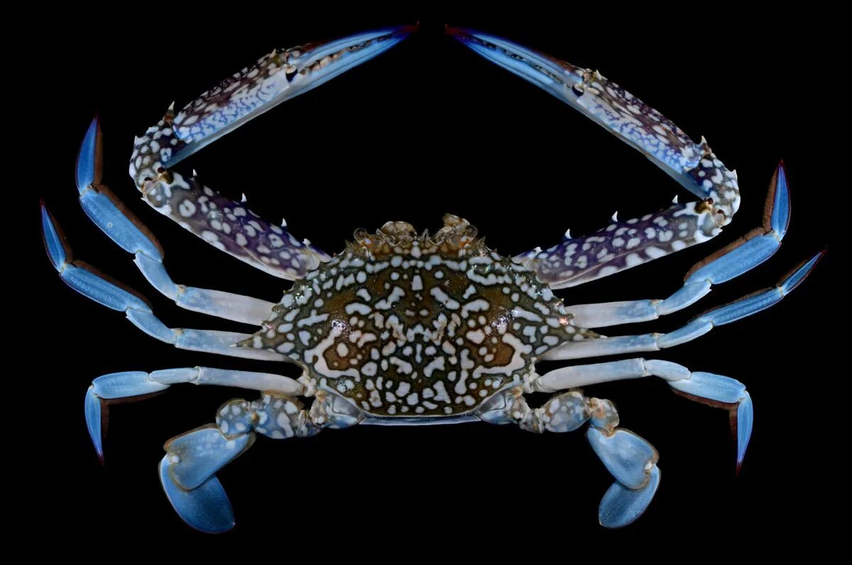 Как называется краб. Portunus pelagicus краб. десятиногие крабы. ракообразные десятиногие крабы. краб portunus pelagicus синий.