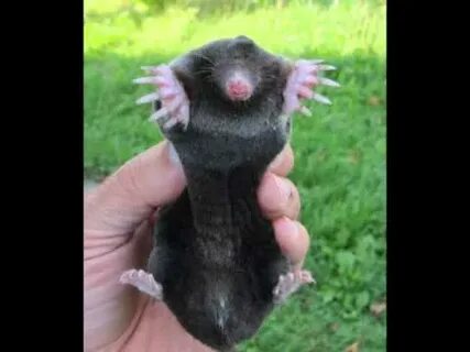 Звуки кротов