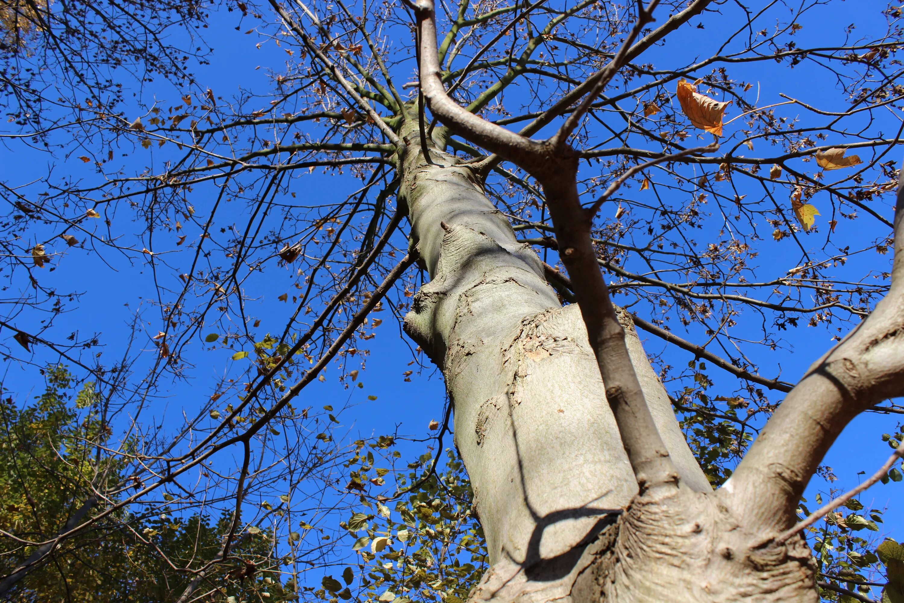 Baum und