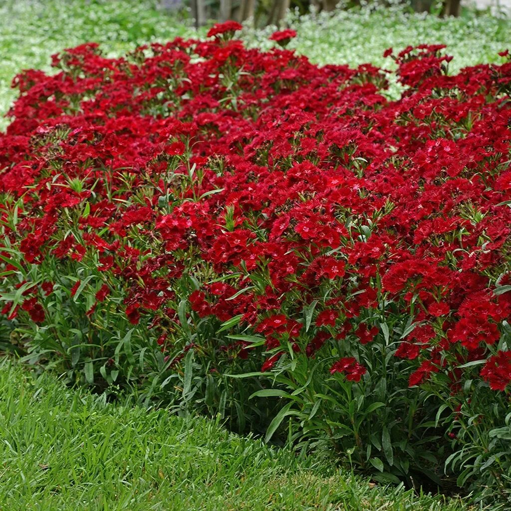 Гвоздика гибридная Рокин ред. Гвоздика гибридная Rockin' Red. Турецкая гвоздика многолетка. Гвоздика f1 гибридная Рокин ред. Гвоздика гибридная