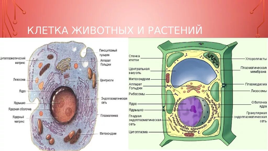 Какие есть клетки животных. Строение растительной и животной клетки 9 класс. строение животной клетки и строение растительной клетки. строение растительной клетки и животной клетки. биология 7 класс схема строения животной и растительной клетки.