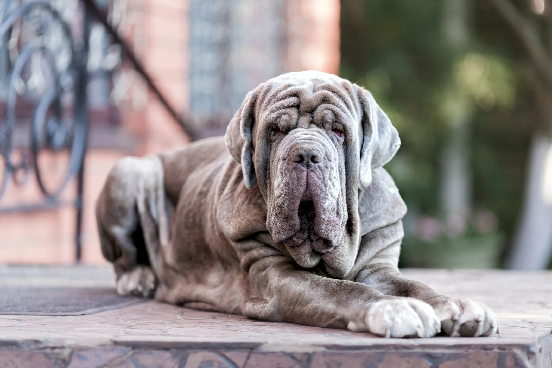 List of mastiff type breeds