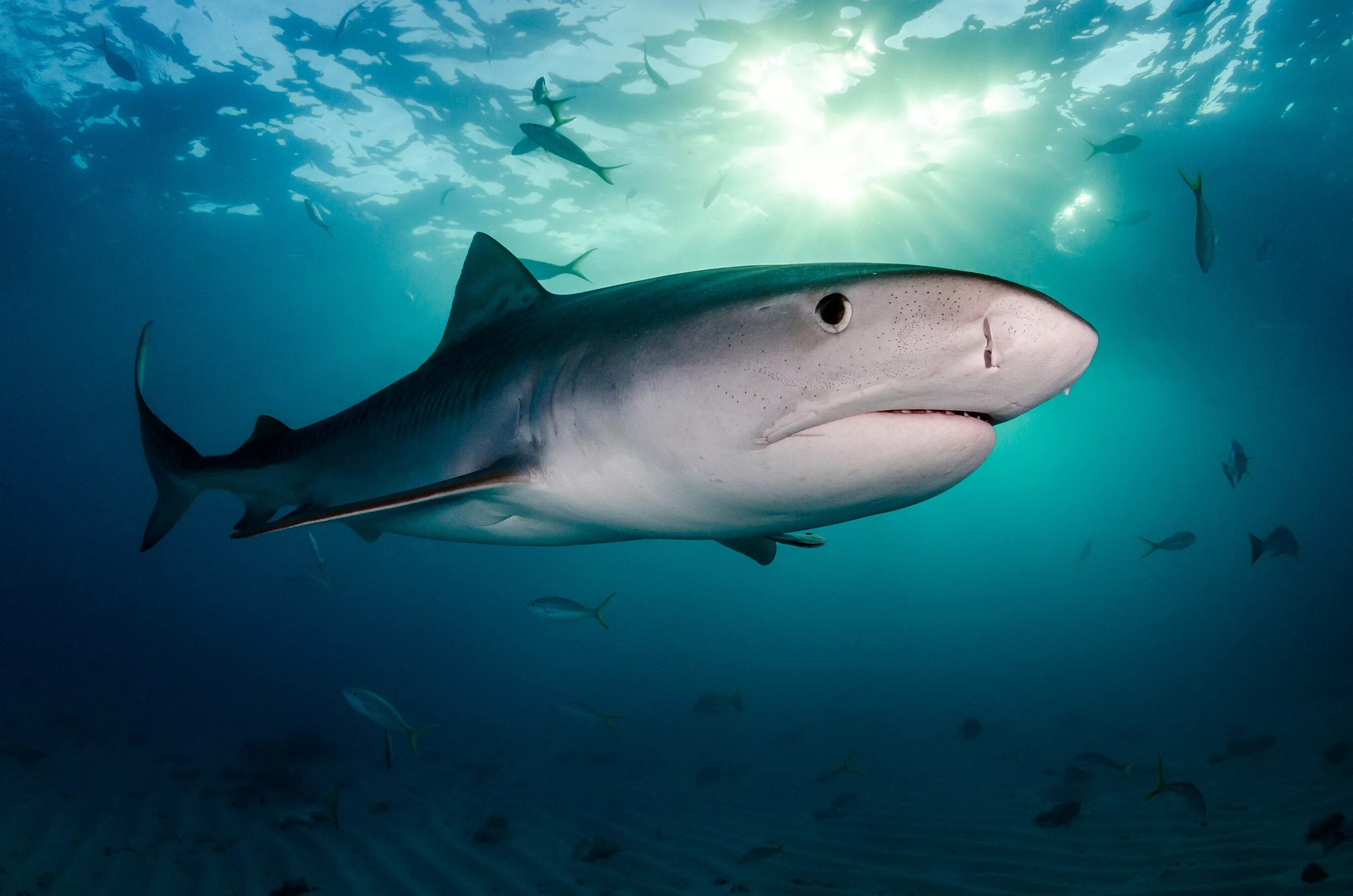 В тихом океане есть акулы. Тихий океан подводный мир акулы. Черноморская рифовая акула. Акулы Атлантического океана. Акулы индийского океана.