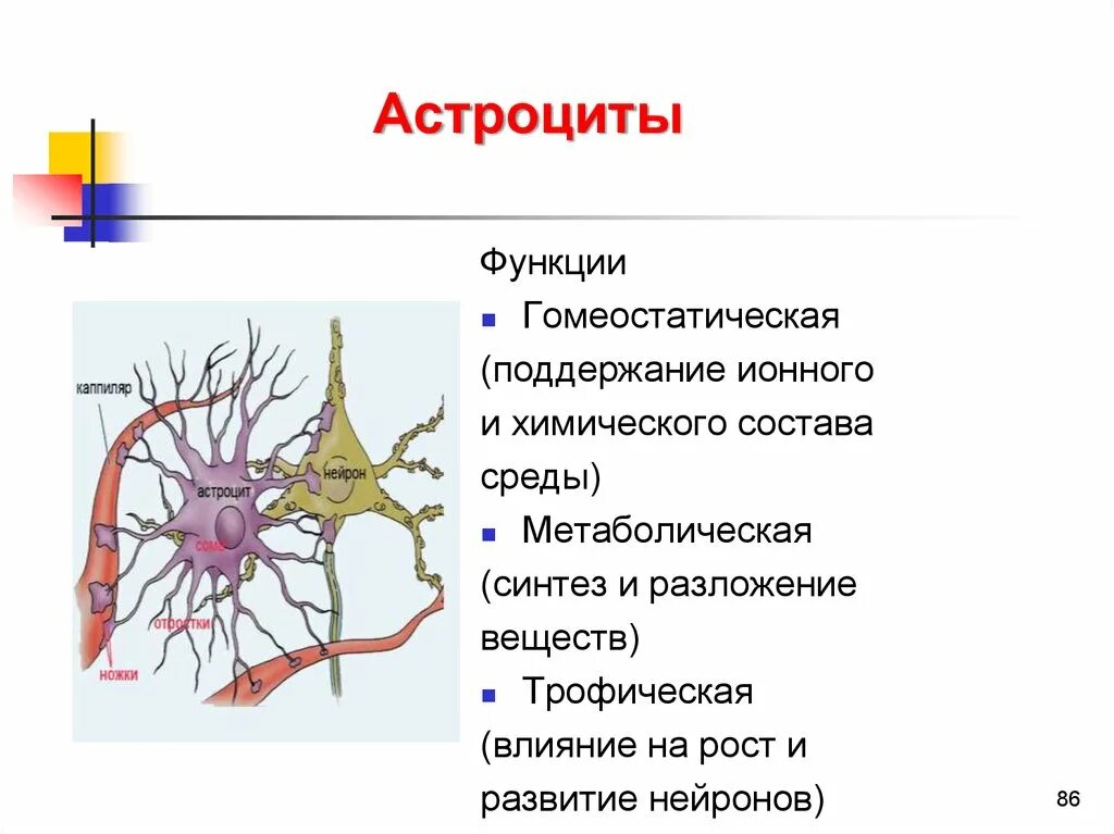 Функции клеток нейроглии. Протоплазматические астроциты функции. Глиальные клетки астроциты. Астроциты строение и функции.