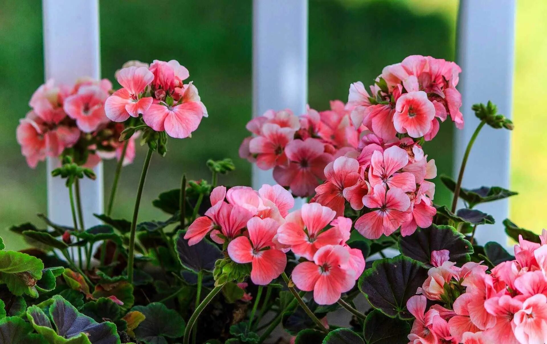 Пеларгония герань. Пеларгония герань комнатная. Pink Geranium пеларгония. Пеларгония зональная комнатная.