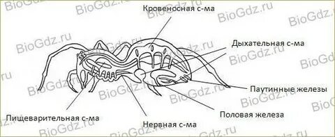 Речной рак и паук крестовик
