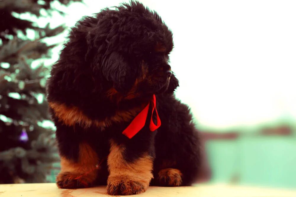 питомник тибет