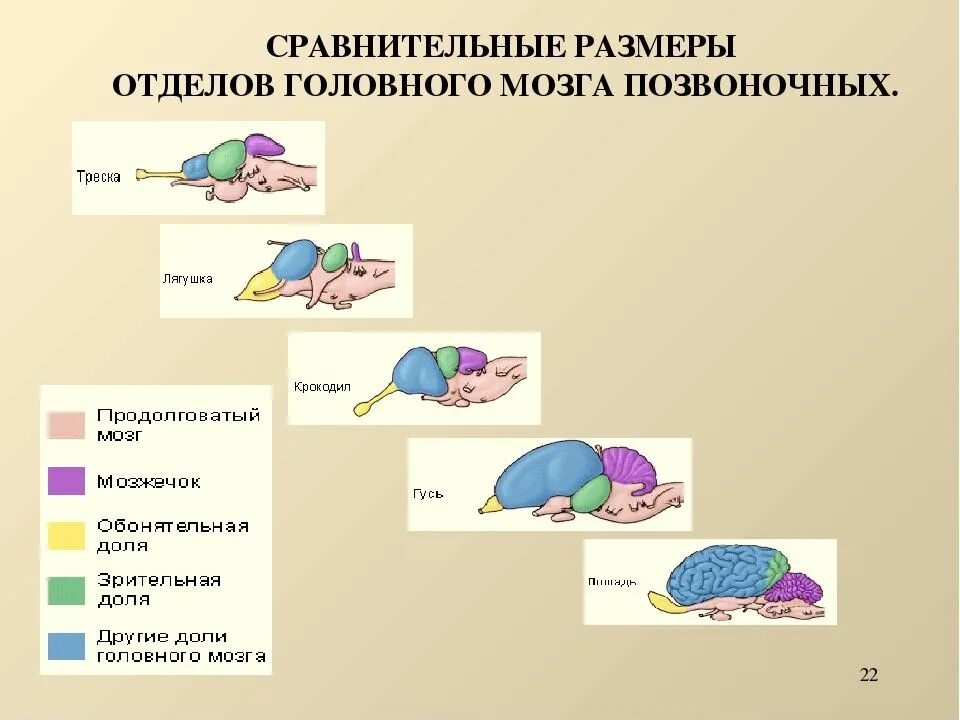 Основные отделы головного мозга позвоночных животных. Строение отделов головного мозга млекопитающих. Эволюция головного мозга хордовых животных. Строение головного мозга позвоночных животных 7 класс.