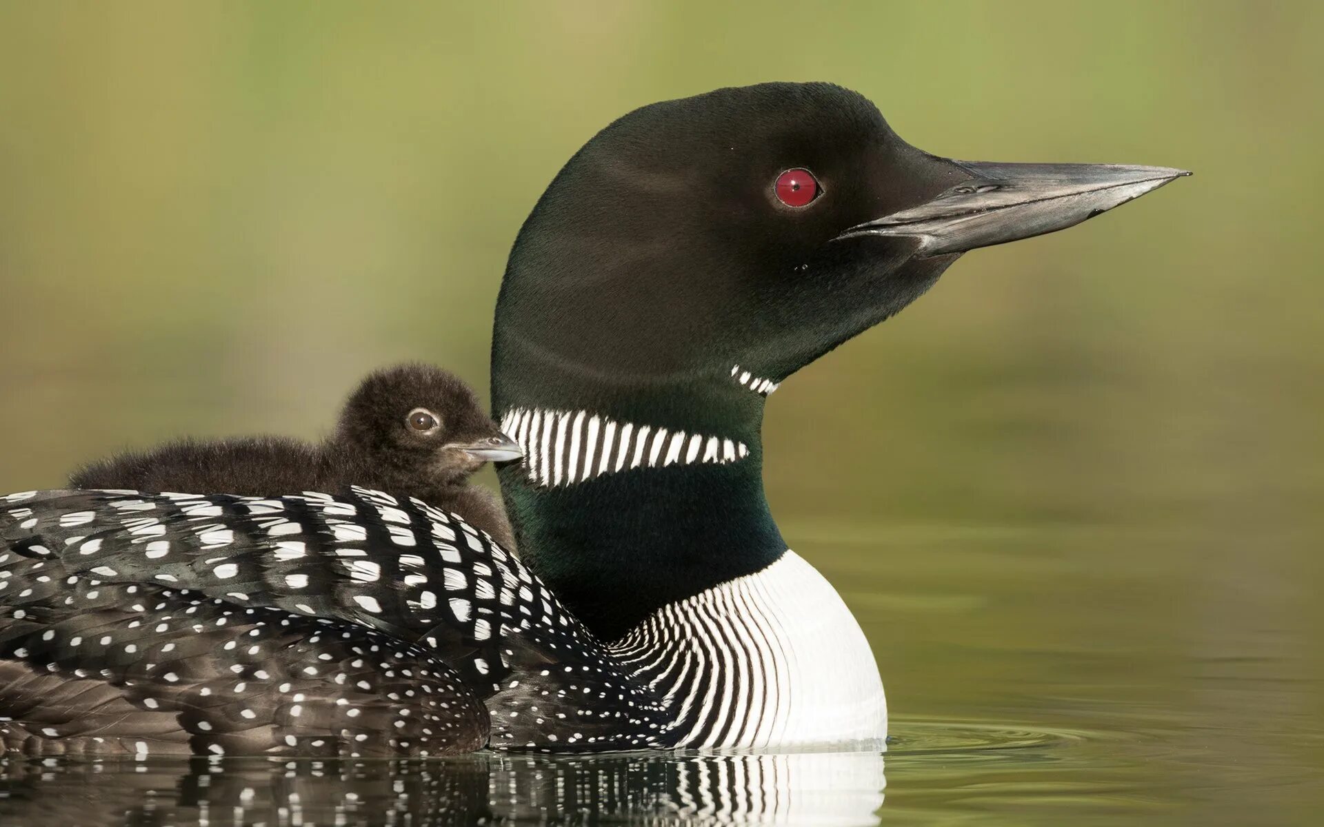 Гагара размер. Гагара птица. птенец гагары. common loon. гагара с желтым клювом.