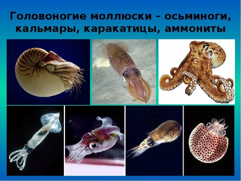 Головоногие примеры. Головоногие моллюски. головоногие моллюски кальмар. двужаберные головоногие. устрица это головоногий моллюск.