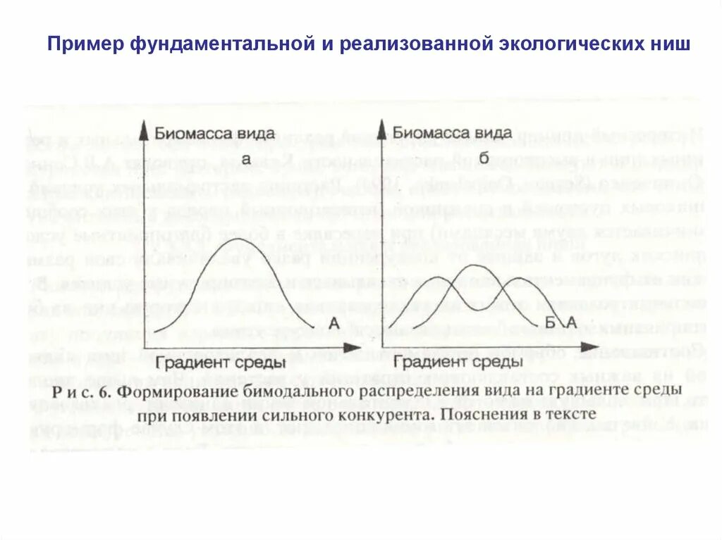 Потенциальная и реализованная экологическая ниша. Фундаментальная и реализованная экологическая ниша. Фундаментальная экологическая ниша примеры. Примеры фундаментальной экологической ниши. Потенциальная ниша