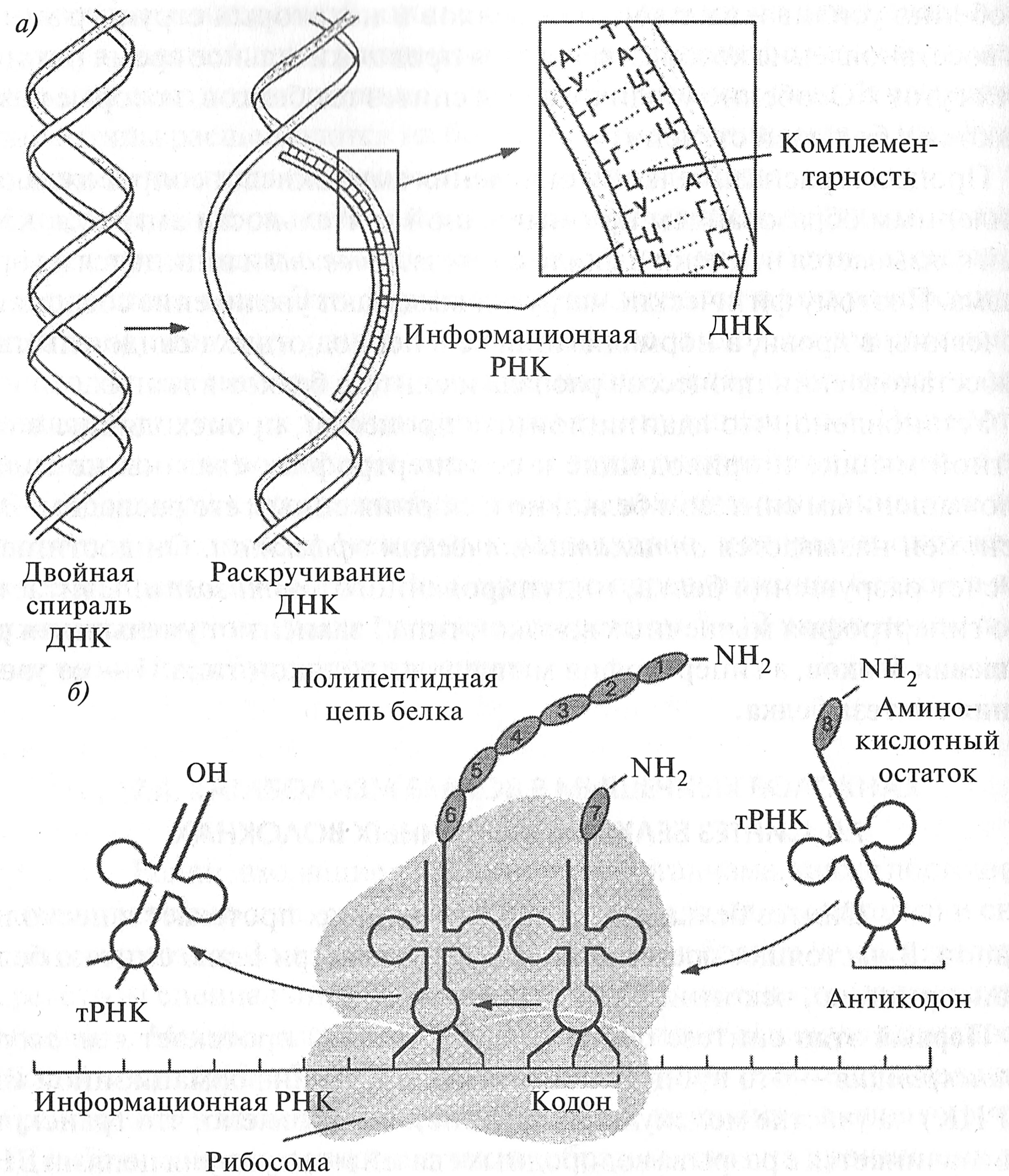 Биосинтез белка схема. Схема трансляции синтеза белка. Этапы транскрипции биосинтеза белка. Транскрипция и трансляция ДНК.