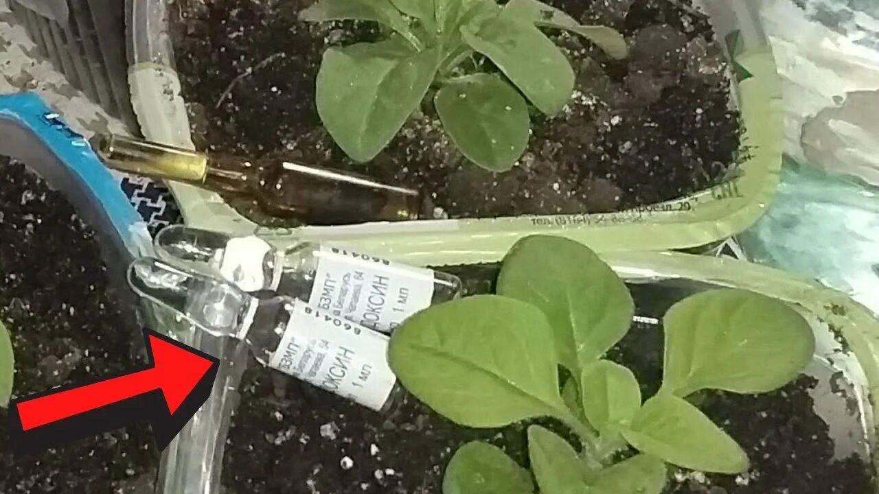 Чем подкормить петунию рассаду для роста. Петуния рост рассады. Петуния рассада. Удобрение для петунии. Петуния пикировка рассады.