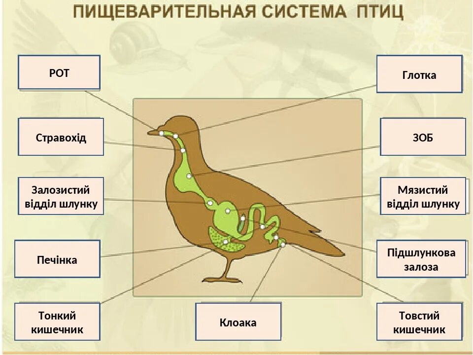 Пищеварительная система птиц 7 класс биология. Биология 8 класс птицы пищеварительная система. Пищеварительная выделительная и дыхательная система птиц. Внутренняя система птиц. Пищевод зоб