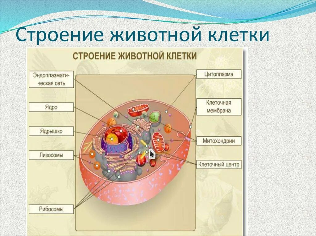 Структура биологической клетки. Строение клетки животного 5 класс биология. Строение животной клетки 5 класс биология рисунок. Строение животной клетки 6 класс. Структура животной клетки.