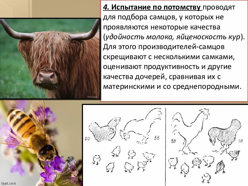 Испытание производителей по потомству селекция животных. Испытание по потомству. Испытание по потомству селекция животных. Испытание производителя по потомству в селекции. Методы испытания производителей по потомству.