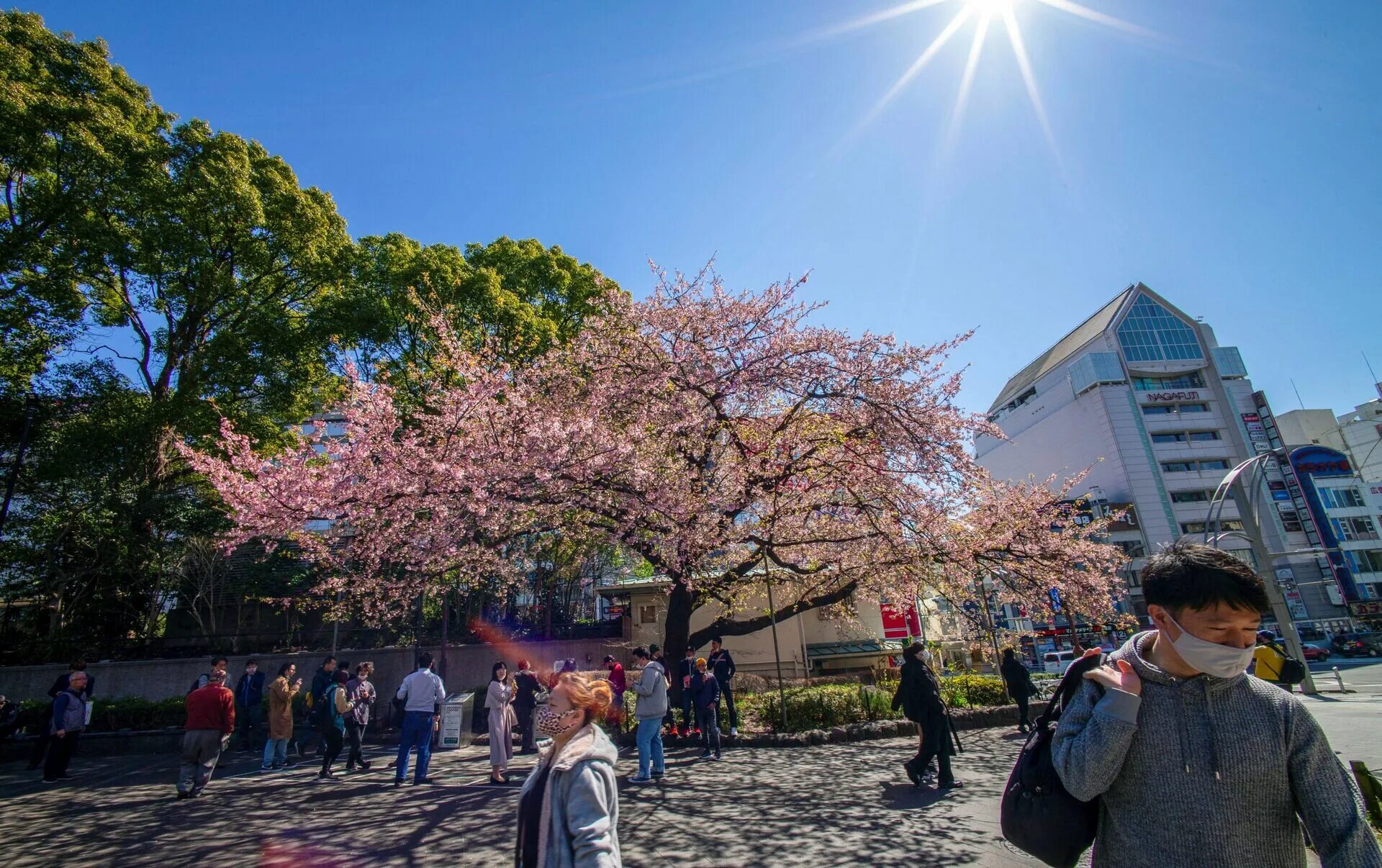 когда цветет сакура в 2024. цветение сакуры в токио. праздник цветения сакуры в японии. япония сакура. киото цветение сакуры.