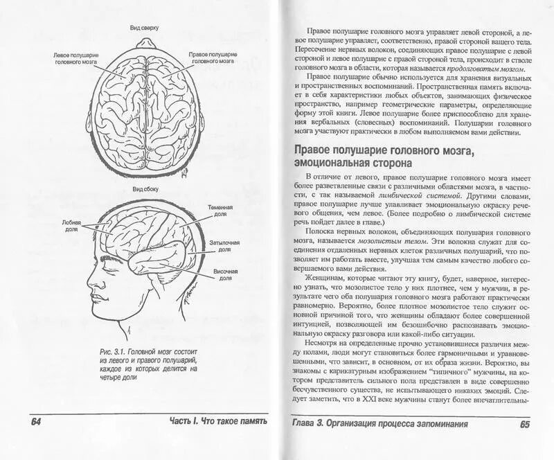 Болит левое мозг. Боль в левом полушарии головного мозга. Головная боль в левом полушарии. Боль в правом полушарии головы. Левое полушарие головы.