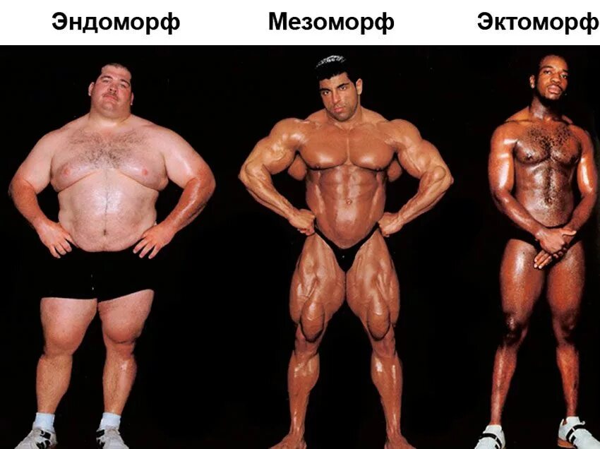 Этапы бодибилдинга