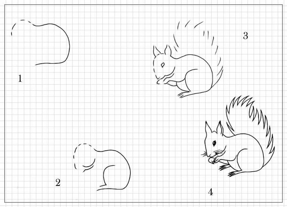 Нарисовать белку поэтапно для детей. Белка рисунок карандашом. Поэтапный рисунок белки. Как нарисовать белку карандашом поэтапно. Легкая белково