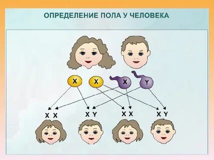 Генетика пола суть