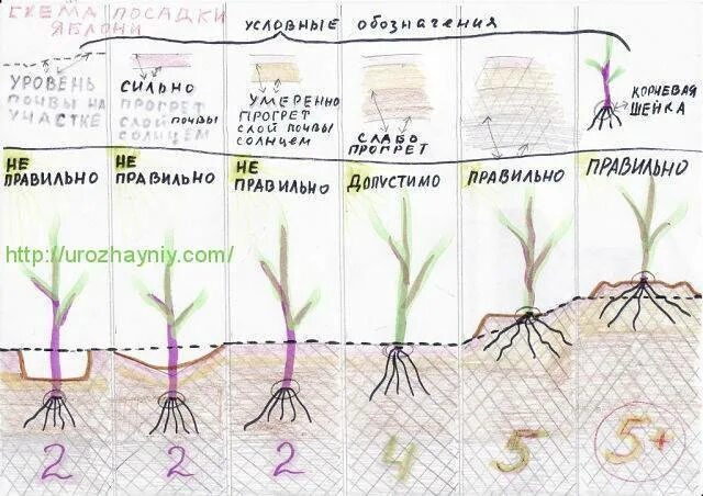 На каком расстоянии сажать абрикосы друг. Схема посадки яблонь. Таблица посадки яблоня. Посадка яблони схема посадки. Схема посадки абрикоса.