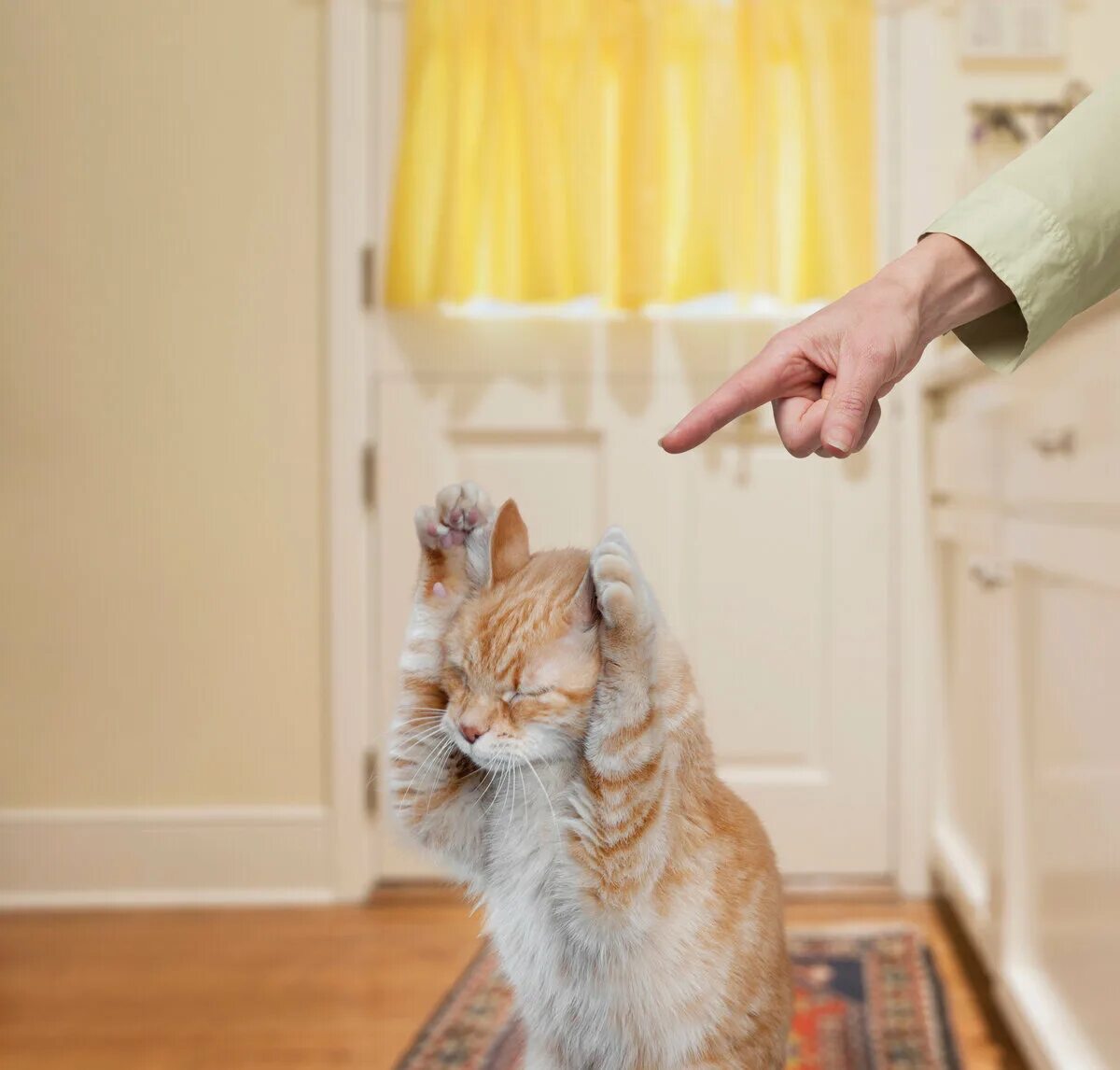 Как отучить котенка драть
