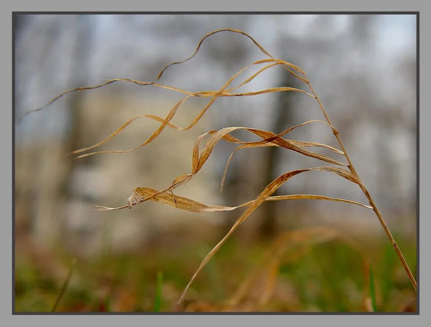 Фаленопсис биг лип наоми. Осень орхидея. Фаленопсис леди мармелад. Орхидея осенний ветер. Pastello kiss орхидея.