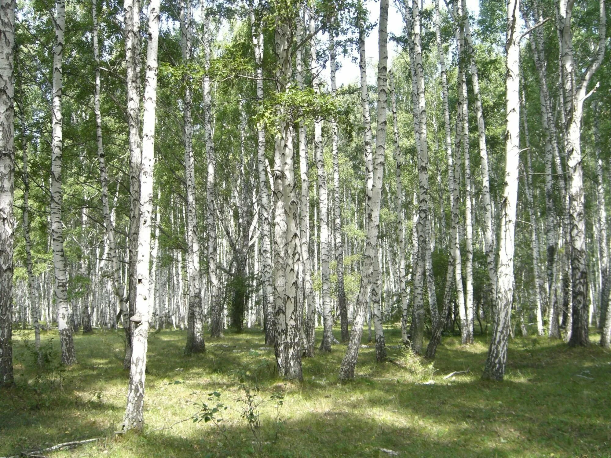 Заросли березки. Сосново-Березово-осиновый лес. Березово Сосновый лес. Березово-осиновый лес. Березняк, Березовая роща.