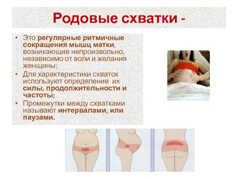 Какие должны быть схватки. Родовые схватки промежутки. сокращение мышц матки. локализация боли при схватках. родовые схватки интервал.