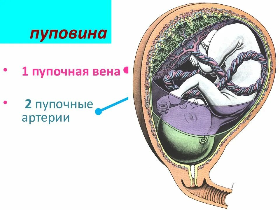 Пуповина строение и функции. Пупочный канатик строение.