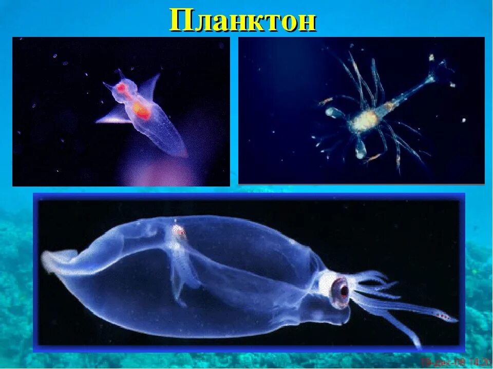 Планктон Нектон бентос. Планктон это в биологии. Планктон в океане. Планктон в реальной жизни.