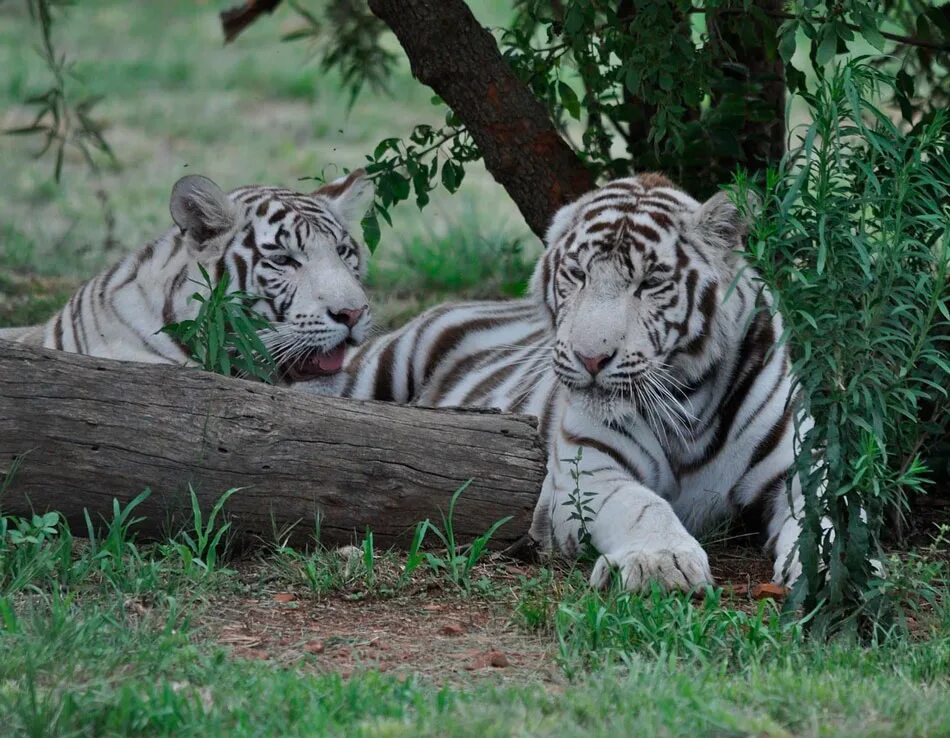 Бенгальский тигр. Королевский бенгальский тигр. Белый бенгальский тигр. Белый тигр и бенгальский тигр. Бенгальский тигр подвид тигра