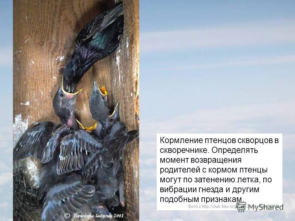 Гнездо зеленушки яйца. Скворцы сколько птенцов. Птенец скворца желторотик. Слеток обыкновенного скворца. Слеток скворца.