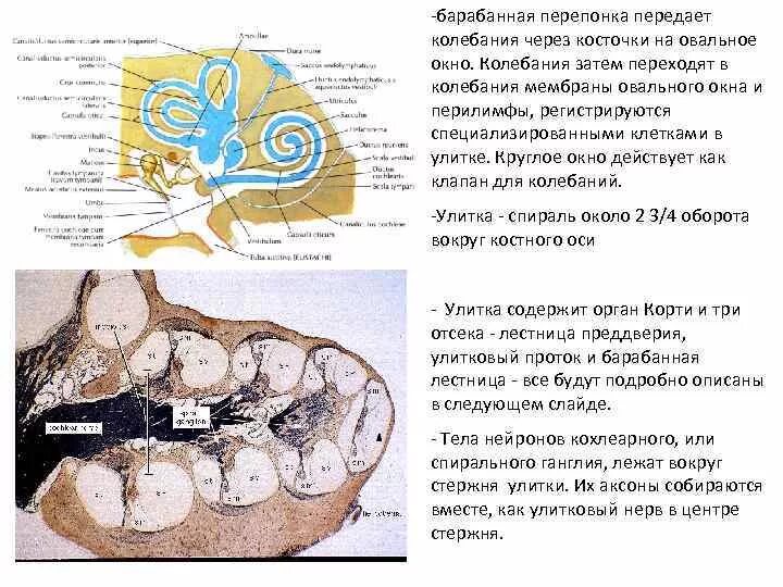 Барабанная перепонка передает колебания:. Колебание мембраны овального окна. Колебания перепонки овального окна.. Барабанная перепонка овальное окно. Барабанная перепонка овальное окошко