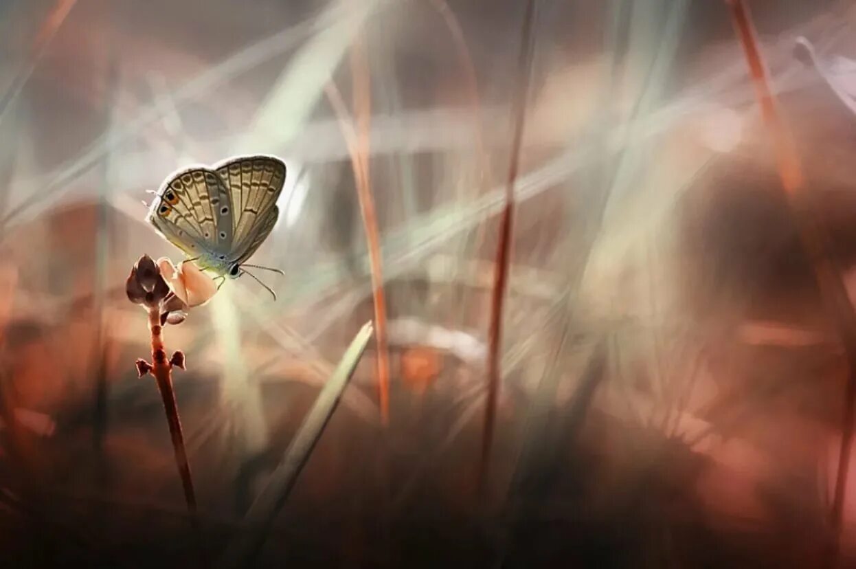 Крылатое счастье. Прекрасные мгновения жизни. Одинокая бабочка. Прекрасное рядом с нами. Бабочки одинокие.