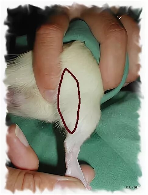 Как сделать укол крысе. Введение мышам подкожно. Как сделать укол крысе. Как сделать укол крысе. Укол крысе внутримышечно.