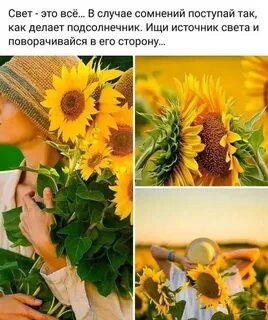 Известно что подсолнухи