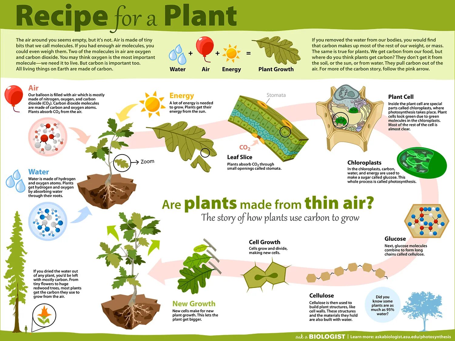 Фон для постера растения. Plant слово. How to grow a Plant. Выращивать растения на английском. Grow stories