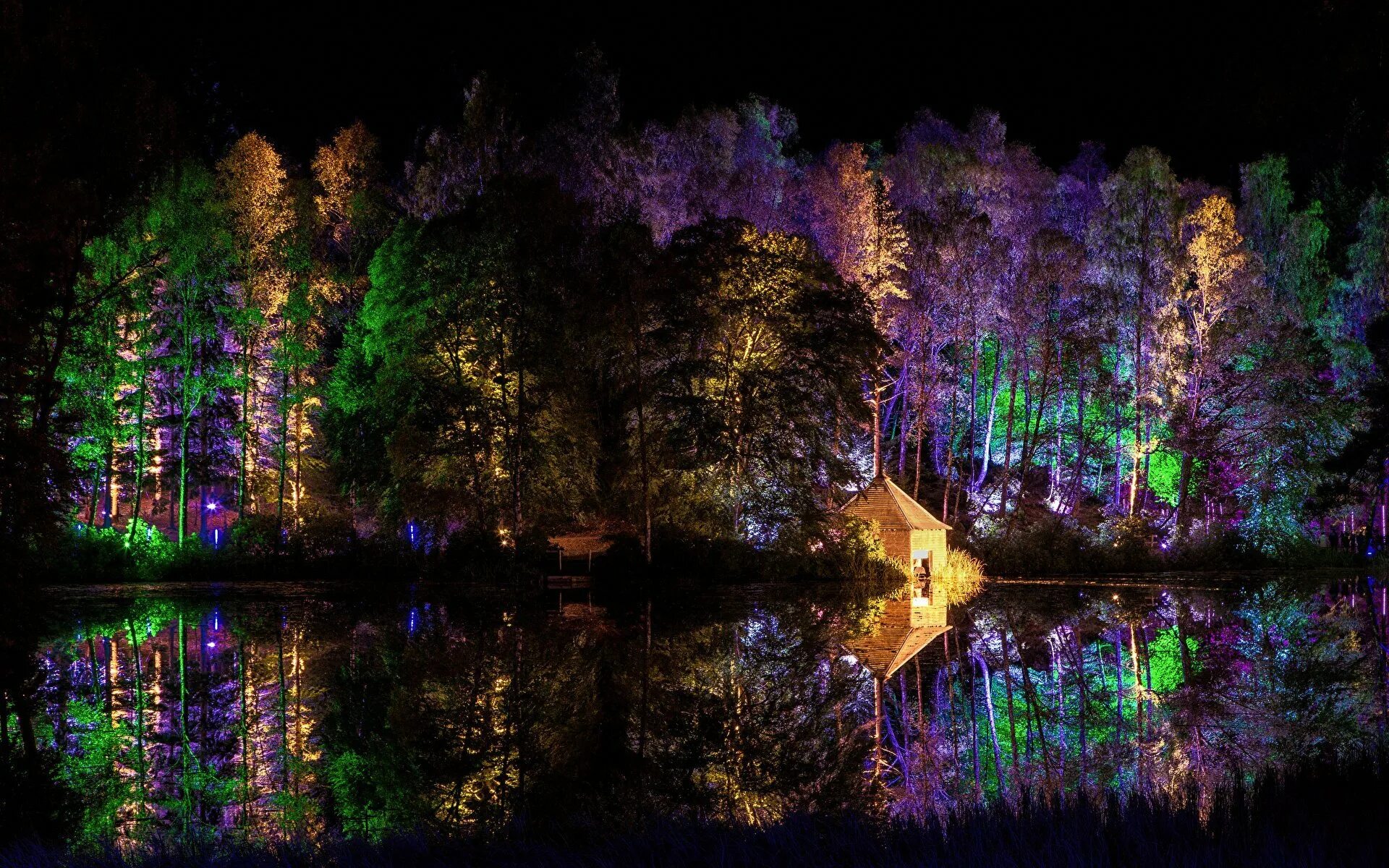 Ночные пейзажи природы. Подсветка деревьев. Ночной лес. Красивый лес ночью.