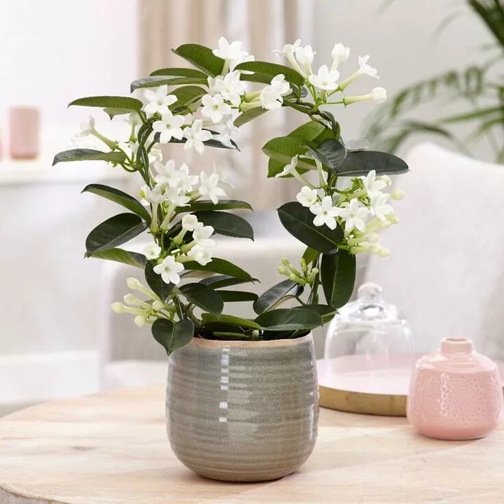 Jasminum officinale, Jasminum viminale, Jasminum vulgatum, Jasminum affine, True