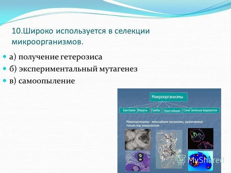 Социальная роль морали. В селекции микроорганизмов не используется мутагенез. Экспериментальный мутагенез. Искусственный мутагенез в селекции микроорганизмов. В селекции микроорганизмов не используется мутагенез.