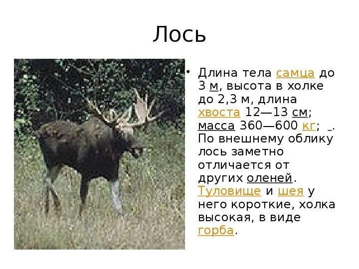 На сколько большой лось. Лось Размеры. Размеры лося взрослого. Высота лося.