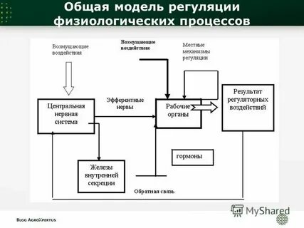 Процесс физиологической регуляции