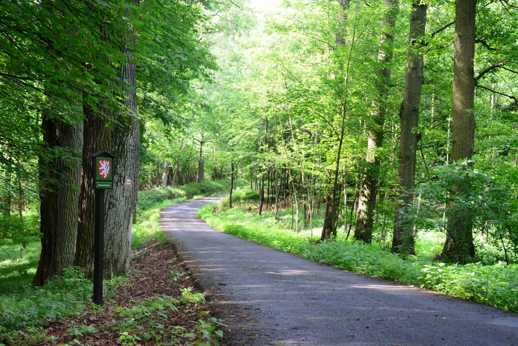 Парк кузьминки-люблино. Кузьминский лес. Варникенский лес светлогорск. Кузьминский лес. Музей-заповедник кузьминки-люблино.